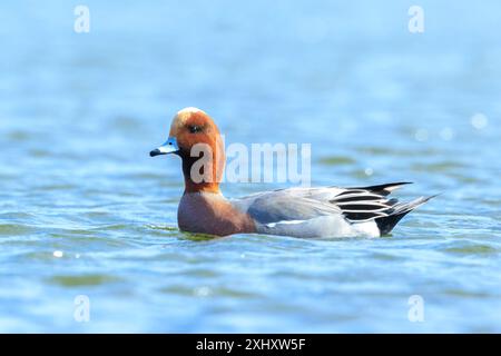 Eine männliche eurasische Zauberin Mareca penelope schwimmt auf dem Wasser Stockfoto