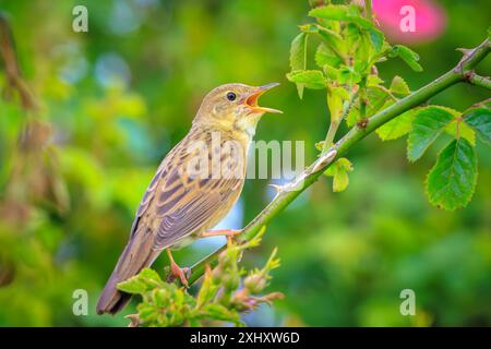 Gemeinsame Grasshopper warbler Vogel Locustella naevia Paarung auf einem Ast im Frühjahr in einem Wald. Stockfoto