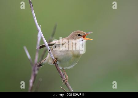 Marsh Grumbler, Acrocephalus palustris, Vogel singen auf einem Feld Stockfoto