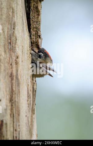 Nahaufnahme eines jungen Großspechtvogels, Dendrocopos Major, in einem Baumnest in einem Wald Stockfoto