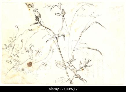 Plant Studies Dreyer, Dankvart 1816 - 1852 Zeichnungsplantestudier Stockfoto