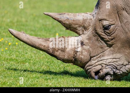 Nahaufnahme des Gesichts eines weißen oder quadratischen Nashörns, Ceratotherium simum, auf Gras weidet. Eine der afrikanischen Big Five und eine bedrohte Spezies i Stockfoto