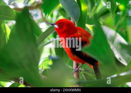 Ein erwachsener männlicher brasilianischer Tanager, ramphocelus bresilius, thront auf einem Ast. Diese helle und farbenfrohe Art ist in Brasilien und Argentinien endemisch. Der Stockfoto