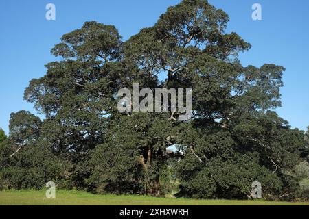 Profilansicht des vollen Baldachins eines großen, alten Moreton Bay Feigenbaums im Queens Park in Centennial Parklands, Sydney, Australien Stockfoto