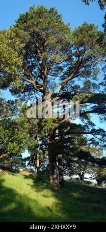 Alte Bäume im Centennial Park, Sydney, Australien Stockfoto