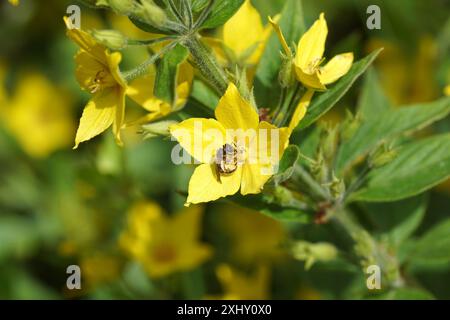 Blühendes Gelb, Kreisblüte (Lysimachia punctata). Familie Primrose (Primulaceae). Kleine Biene Lasioglossum, Familie Halictidae. Juli, Stockfoto