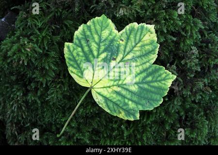Sycamore Leaf (Acer pseudoplatanus) liegt auf Moos, North Pennines, Großbritannien Stockfoto