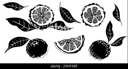 Handgezogene Yuzu-Frucht. Set von Yuzu-Früchten auf weißem Hintergrund Stock Vektor