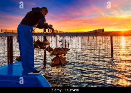 FRANKREICH. HERAULT (34) SETE. EIN AUSTERNBAUER FINDET AUSTERNZWERGE IN DER THAU-LAGUNE Stockfoto