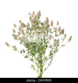 Steinklee isoliert auf weißem Hintergrund. Trifolium arvense oder Kaninchenfußklee Stockfoto