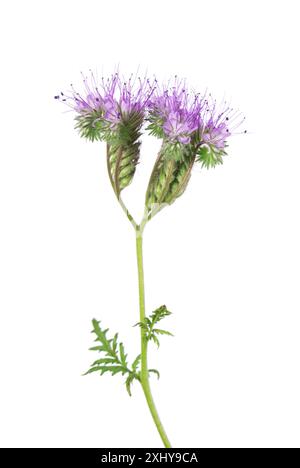 Phacelia blüht isoliert auf weißem Hintergrund. Hellviolette Blüten von Lacy phacelia oder Blue tansy Stockfoto