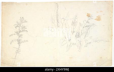 Plant Studies Dreyer, Dankvart 1816 - 1852 Zeichnungsplantestudier Stockfoto