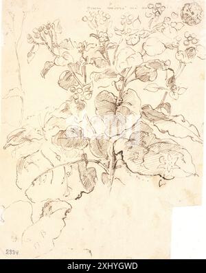 Plant Studies Dreyer, Dankvart 1816 - 1852 Zeichnungsplantestudier Stockfoto