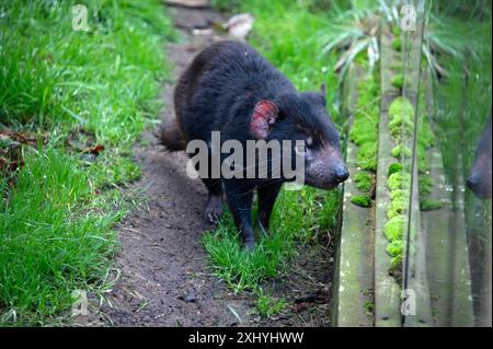 Ein Tasmanian Devil in seinem Gehege am Tasmanian Devil UNzoo (International Union for the Conservation of Nature) am Arthur Hwy zwischen Hobart Stockfoto