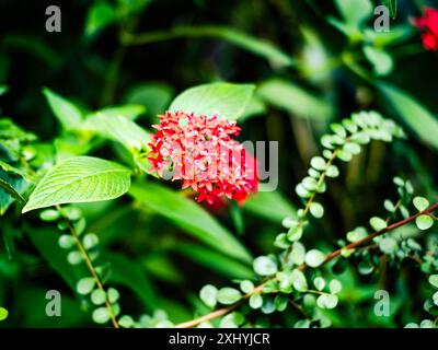 Ixora ist eine Gattung blühender Pflanzen aus der Familie der Rubiaceae Stockfoto