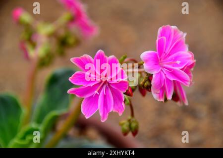 Bright Pink Lewisia Cotyledon „Siskiyou Lewisia“ Blumen, die im Alpine House im RHS Garden Harlow Carr, Harrogate, Yorkshire, England, Großbritannien angebaut werden. Stockfoto
