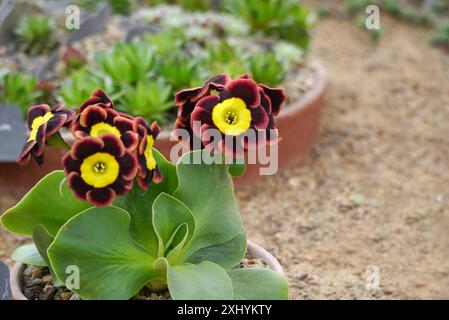 Dunkelrote Primula Auricula „Indian Love Call“ Blumen, die im Alpine House im RHS Garden Harlow Carr, Harrogate, Yorkshire, England, Großbritannien angebaut werden. Stockfoto