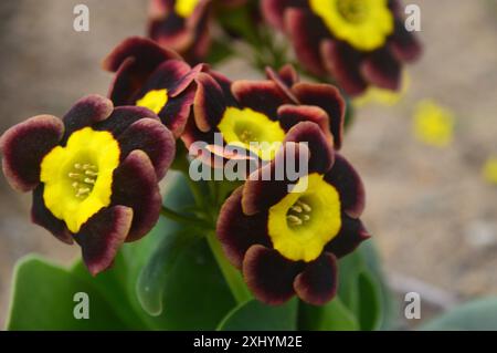 Dunkelrote Primula Auricula „Indian Love Call“ Blumen, die im Alpine House im RHS Garden Harlow Carr, Harrogate, Yorkshire, England, Großbritannien angebaut werden. Stockfoto