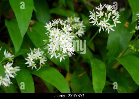 White Wild Knoblauch (Allium Ursinum) Flowers by the Dales Way Footpath in Bolton Abbey Woods im Yorkshire Dales National Park, England, Großbritannien. Stockfoto