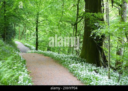 White Wild Knoblauch (Allium Ursinum) Flowers by the Dales Way Footpath in Bolton Abbey Woods im Yorkshire Dales National Park, England, Großbritannien. Stockfoto