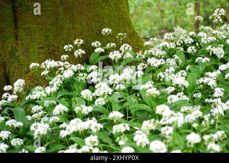 White Wild Knoblauch (Allium Ursinum) Flowers by the Dales Way Footpath in Bolton Abbey Woods im Yorkshire Dales National Park, England, Großbritannien. Stockfoto