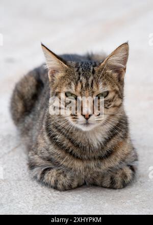 Eine kleine, graue, tabbysche Katze sitzt auf dem Damm und schaut direkt in die Kamera. Liebe zu den Tieren. Stockfoto