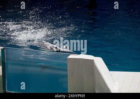 Delfinschwimmen im Pool Stockfoto