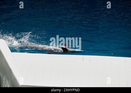 Delfinschwimmen im Pool Stockfoto