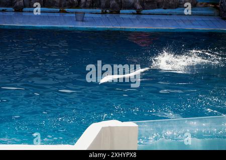 Delfinschwimmen im Pool Stockfoto