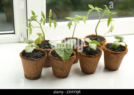 Viele Gurken- und Tomatensämlinge wachsen in Töpfen auf der Fensterbank Stockfoto