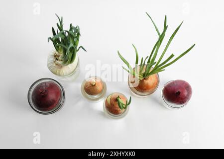 Viele gekeimte Zwiebeln in Gläsern auf weißem Hintergrund, flach gelegt Stockfoto