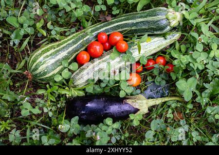 Hausgemachtes Gemüse auf einem Bio-Bauernhof. Stockfoto