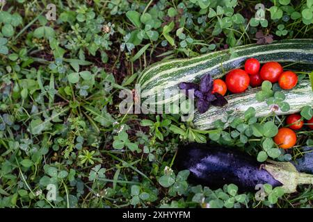 Hausgemachtes Gemüse auf einem Bio-Bauernhof. Stockfoto