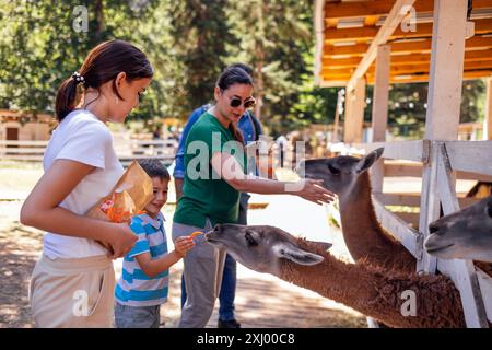 Glückliche Familie im Zoo. Ein junger verheirateter Vater und seine beiden Kinder füttern Alpakas in einem Naturschutzgebiet. Mom, Dad und ihr Sohn und ihre Tochter sind r Stockfoto