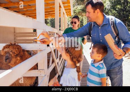 Glückliche Familie im Zoo. Ein junger verheirateter Vater und seine beiden Kinder füttern Alpakas in einem Naturschutzgebiet. Mom, Dad und ihr Sohn und ihre Tochter sind r Stockfoto