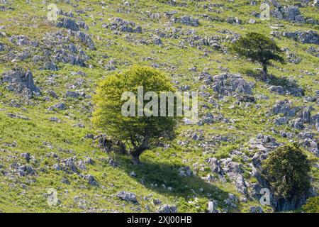 Buche mitten in einem Kalkstein Stockfoto