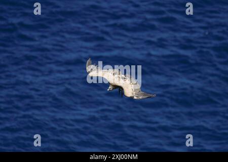 Gänsegeier fliegen über das Kantabrische Meer Stockfoto