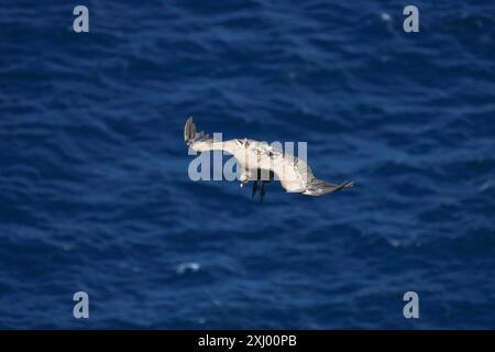 Gänsegeier fliegen über das Kantabrische Meer Stockfoto