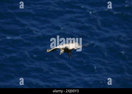 Gänsegeier fliegen über das Kantabrische Meer Stockfoto