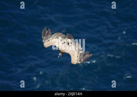 Gänsegeier fliegen über das Kantabrische Meer Stockfoto