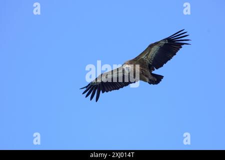 Gänsegeier fliegen über das Kantabrische Meer Stockfoto