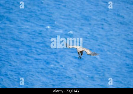 Gänsegeier fliegen über das Kantabrische Meer Stockfoto