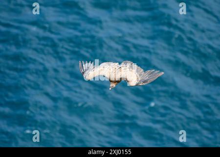 Gänsegeier fliegen über das Kantabrische Meer Stockfoto