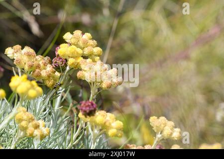 Nahaufnahme der mediterranen Erdbeere in Blüte Stockfoto