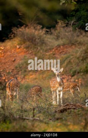 Wilde gefleckte Hirsche Chital Achs Hirsche Familienherde oder Gruppen, die Gras weiden, warnen neugierige Gesichtsausdrücke in der Wintersaison Safari ranthambore Nationalpark Stockfoto