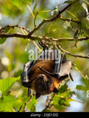 indischer Flying Fuchs oder indische Obstfledermaus oder Pteropus giganteus Gesicht Nahaufnahme oder Porträt hängt an Baum mit Flügelspannweite Augenkontakt in ranthambore Stockfoto