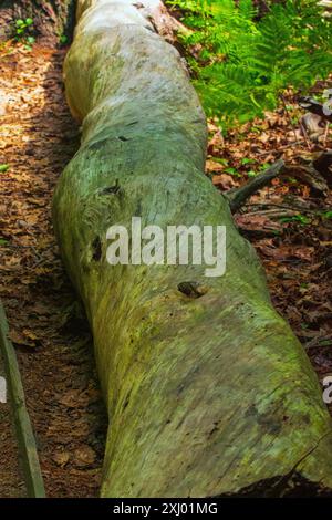 Ozeane und Naturschutzgebiete tragen so viel zur Fantasie von Raum und Genuss bei. Stockfoto