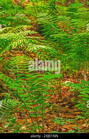 Ozeane und Naturschutzgebiete tragen so viel zur Fantasie von Raum und Genuss bei. Stockfoto