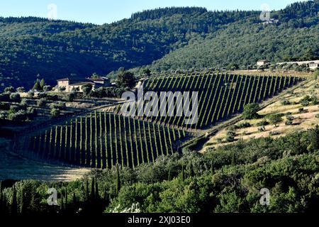 Weinberge in der Region Sienna in der Toskana bei Castellina im Chianti Italien Stockfoto