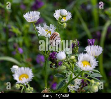 Helicella itala Heideschnecke auf Erigeron annuus, große fleabane, eine invasive Wildblume Stockfoto